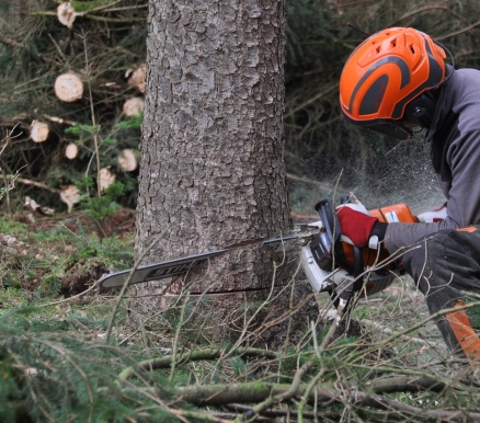 homme qui abat un arbre à la tronçonneuse